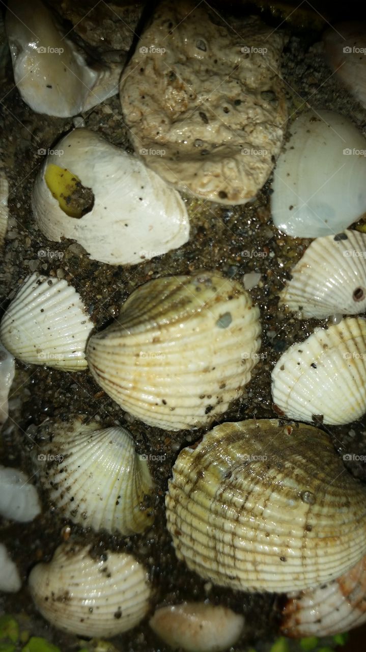 Shellfish, Shell, Seashell, Clam, Marine