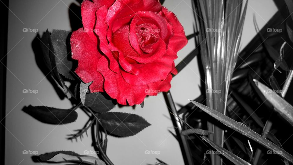 red#rose