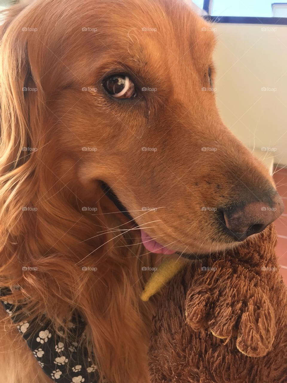 Hercules!! The  Golden