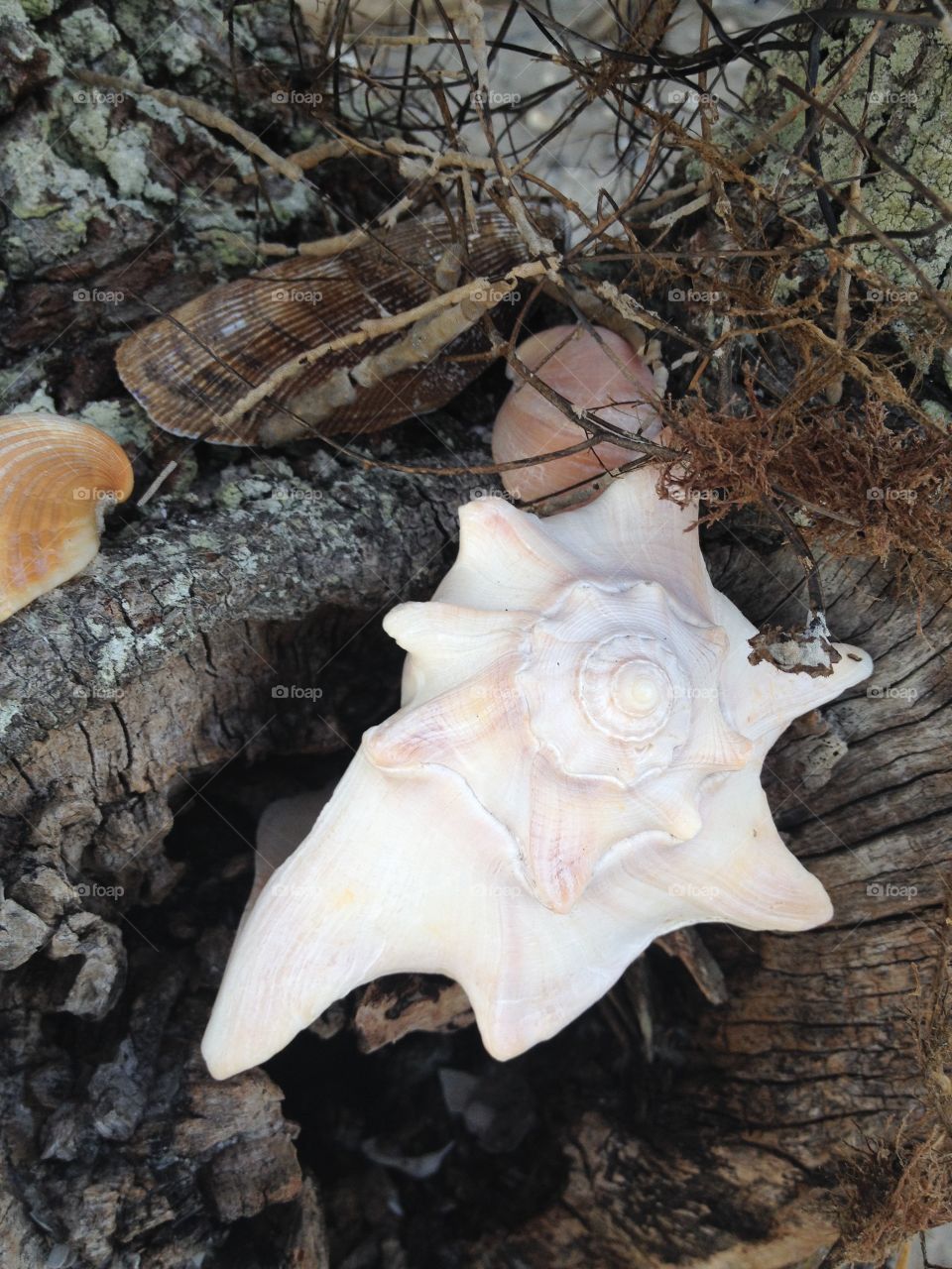 Conch. Conch shell spiral in tree stump