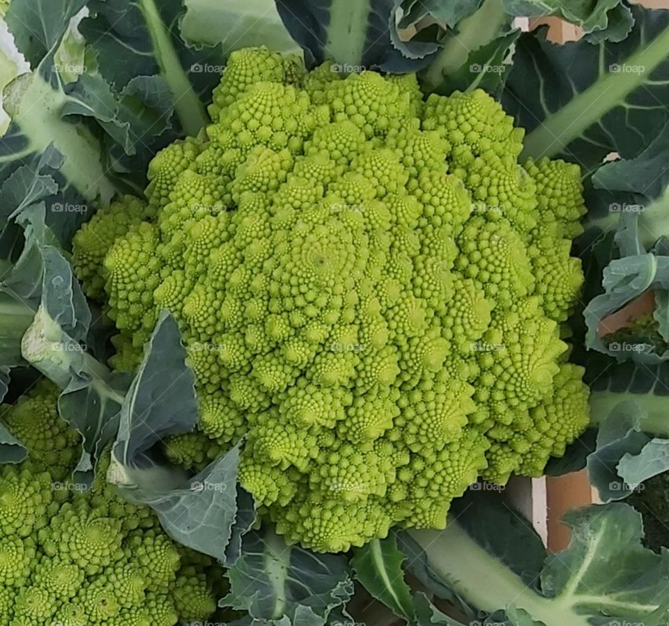 Cauliflower