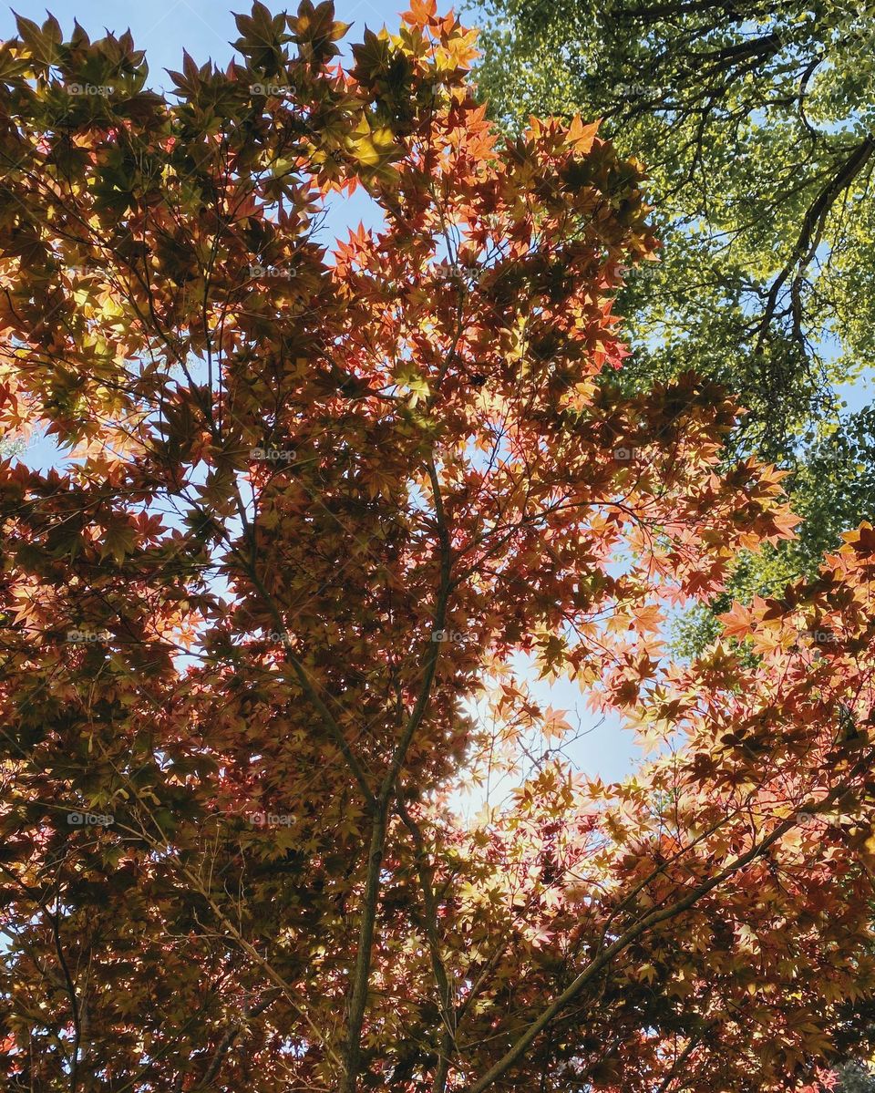 Under a maple tree looking up at a canopy of brilliant fall colors