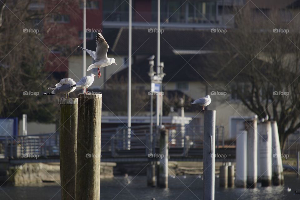 Seagulls flying near wooden post