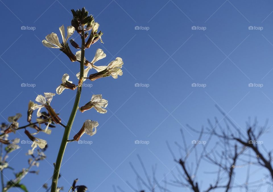 White flowers with trees and the blue sky.