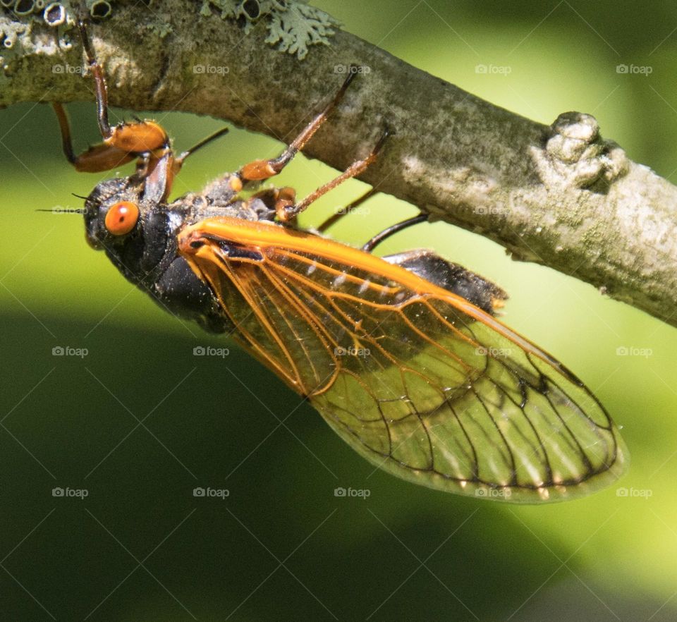 Cicada upside down on a branch 