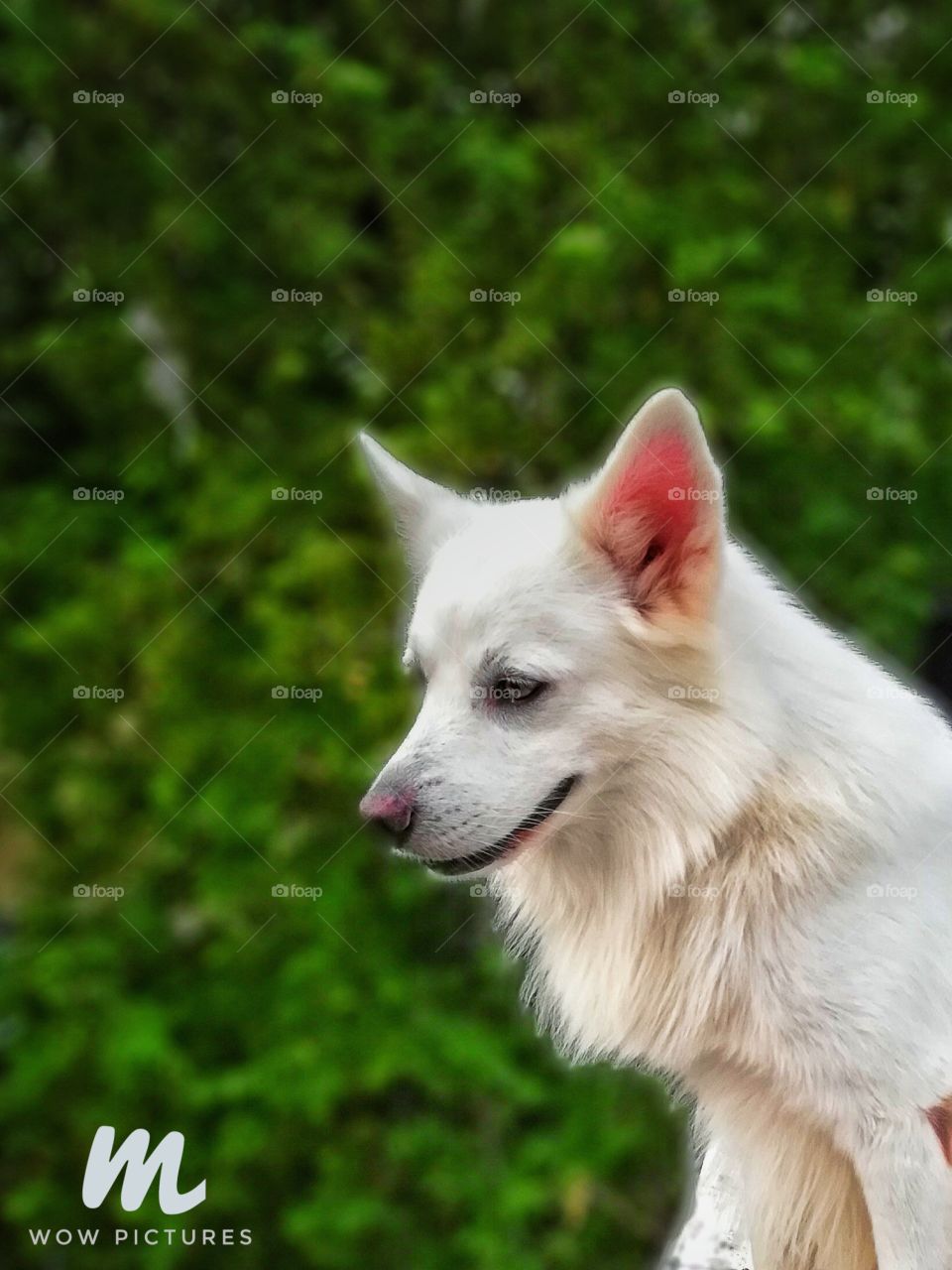 pomeranian after look at the cat