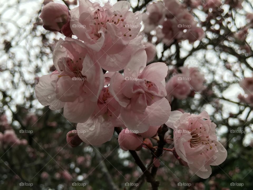 Close-up of flowers blooming