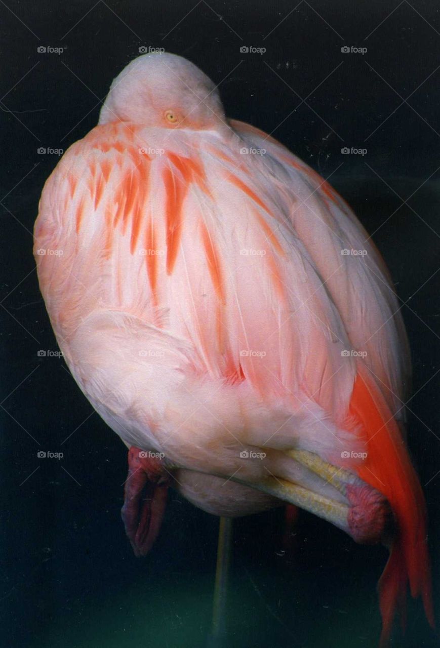 Pretty In Pink. Beautiful pink flamingo caught on camera just waking up.  