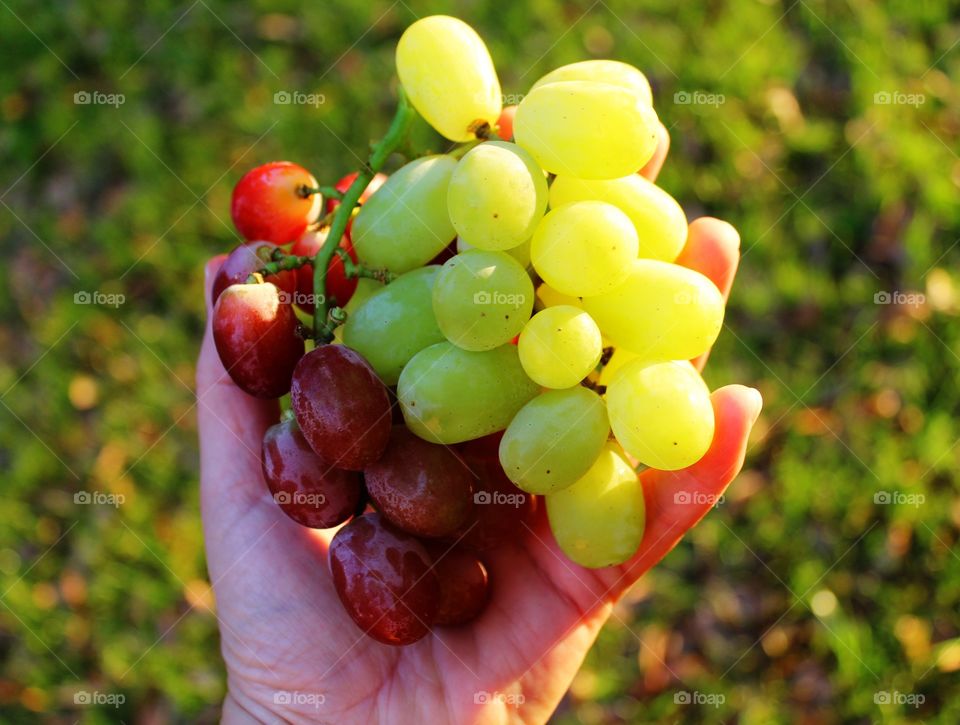 Person hand holding grapes