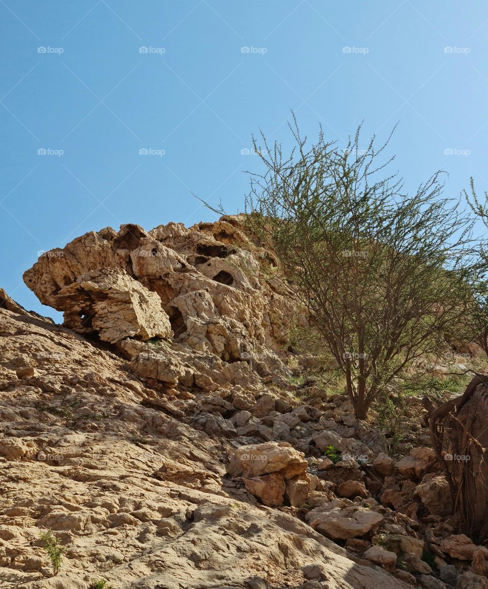 rock and a tree