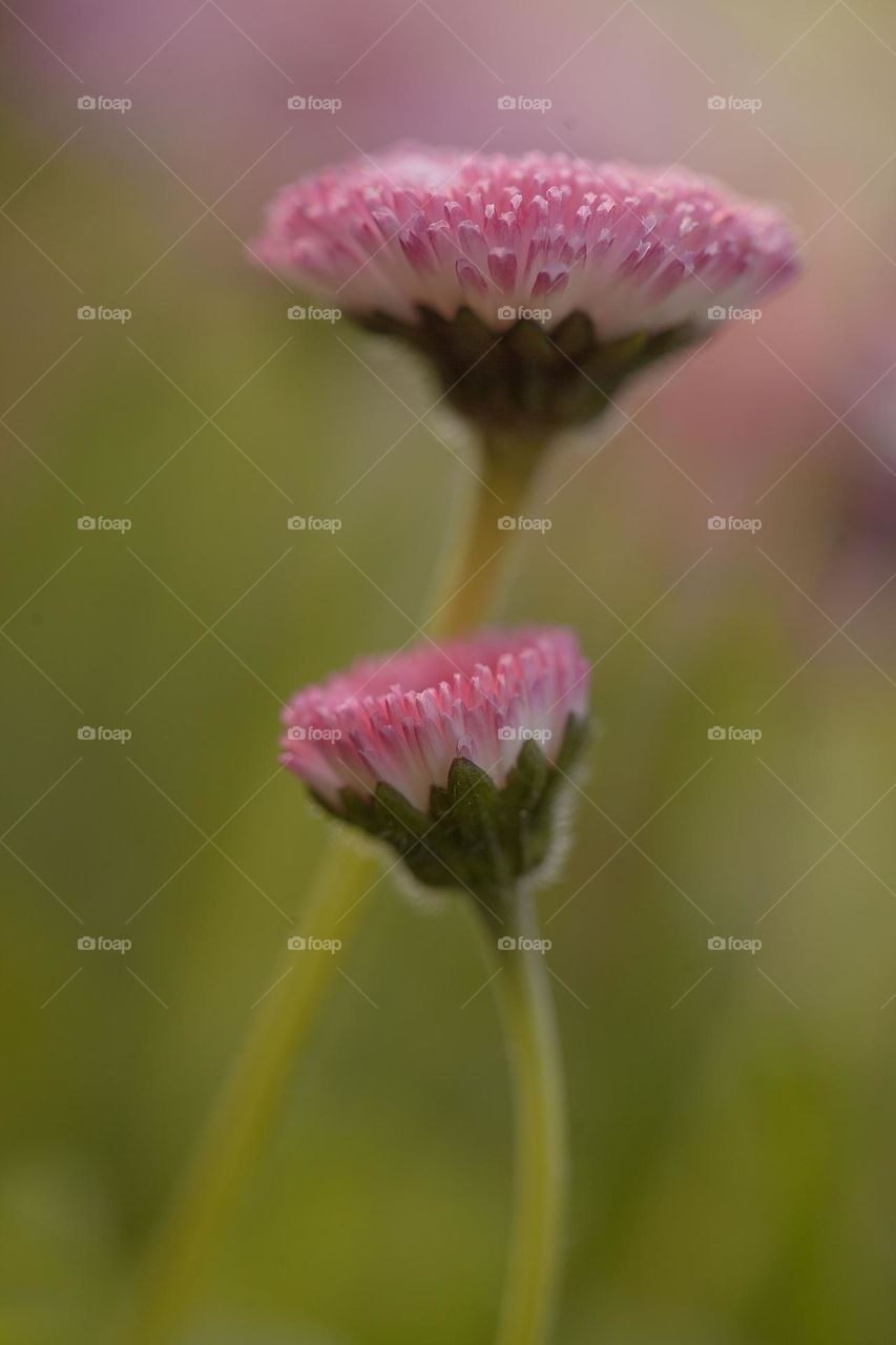 Spring, daisy flowers, green grass.

￼