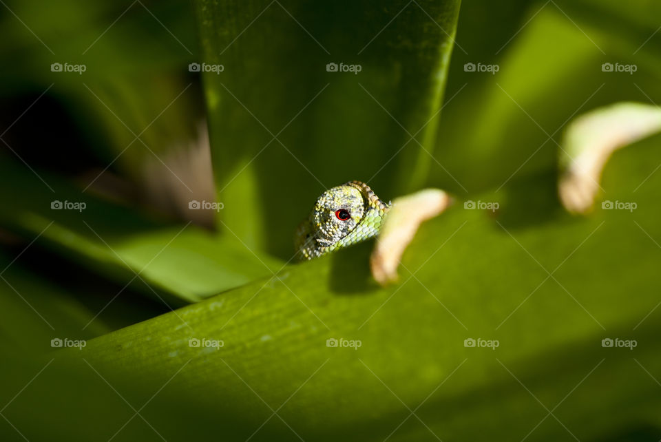 chameleon hiding behind a leaf looking out