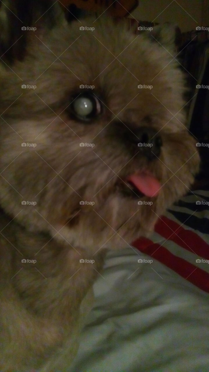 Old dog, tongue out.... My mom's 13 yr old blind dog loves his pictures taken...haha...with barely any teeth left, his tongue always hangs out..