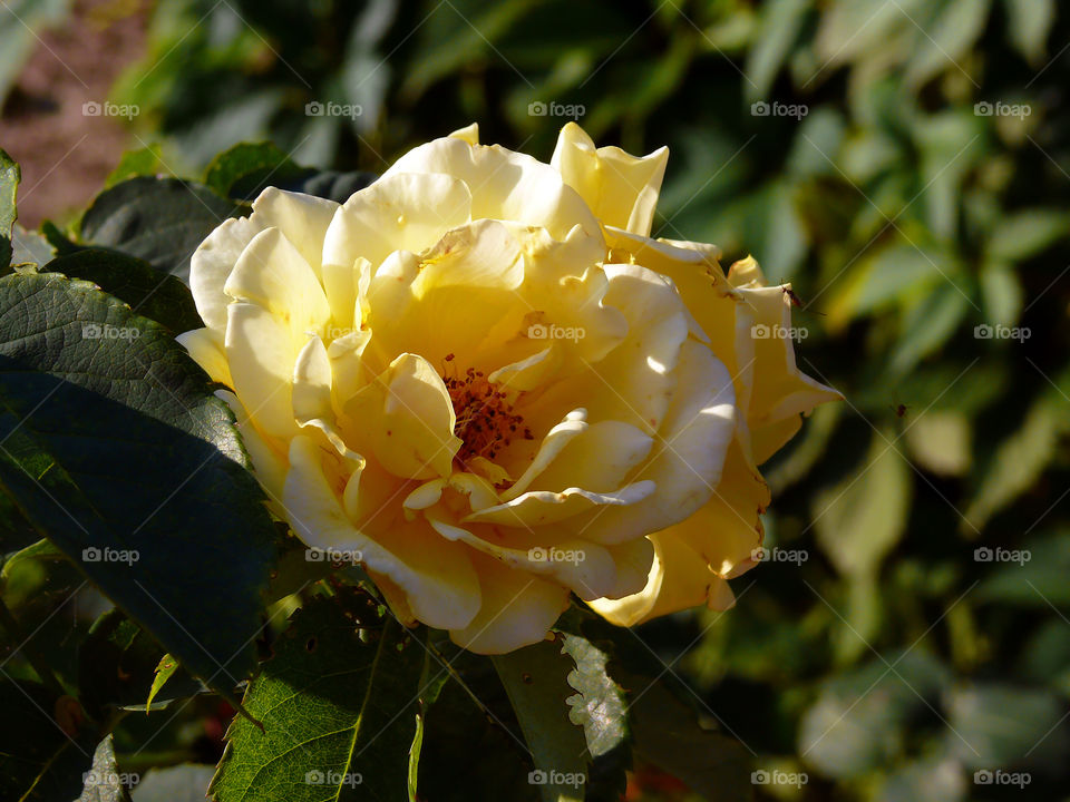 Close-up of yellow rose in Piechowice, Poland.