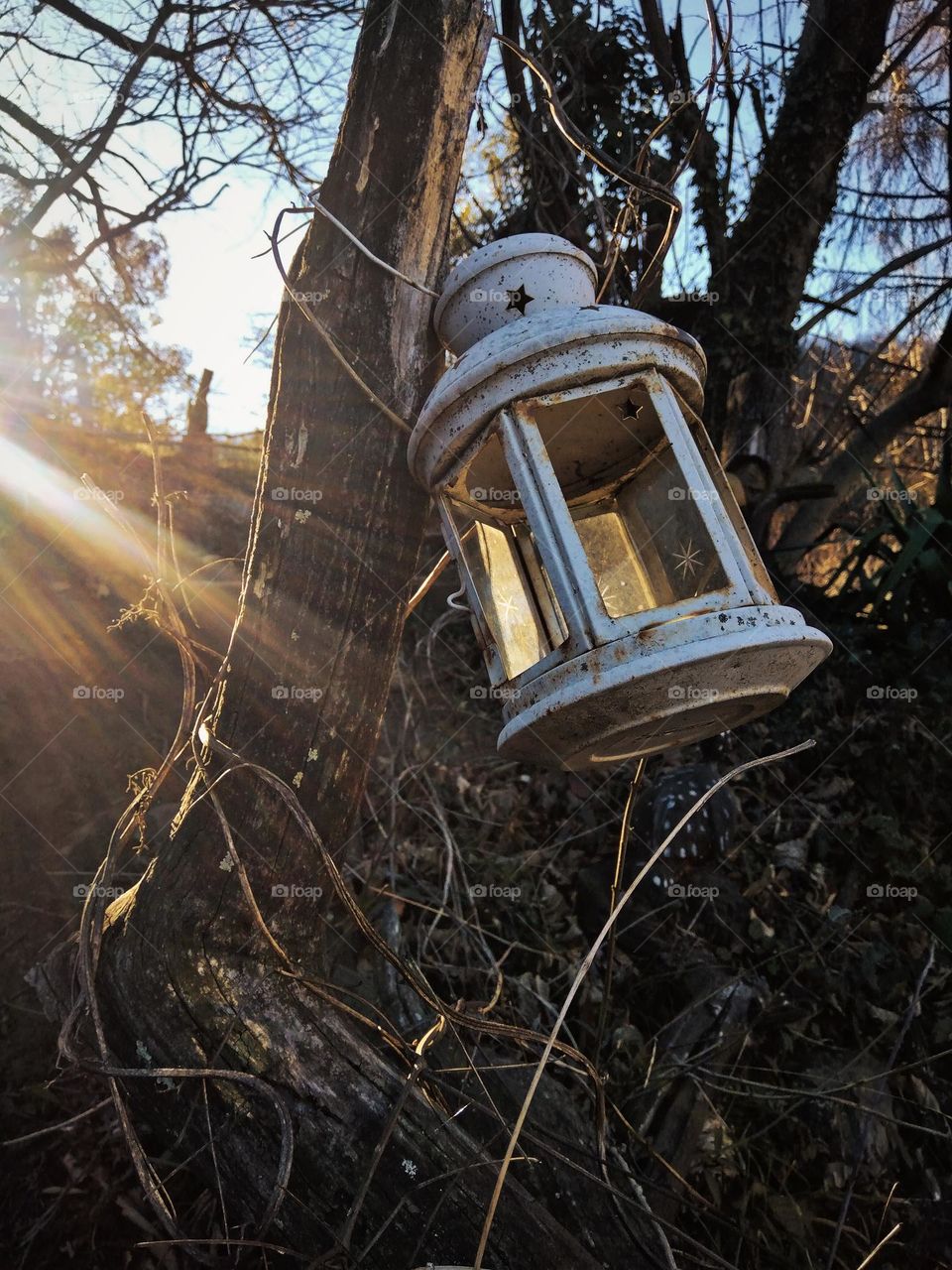 Lamp in Nature