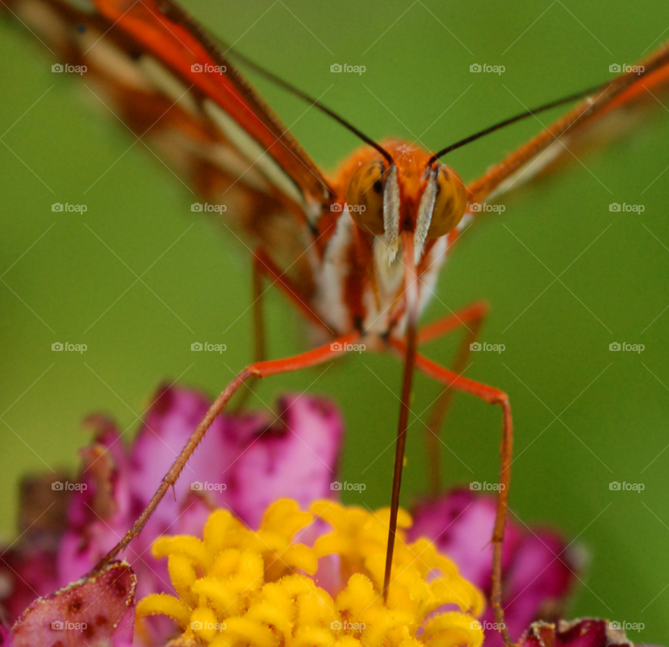 flower macro closeup face by lightanddrawing