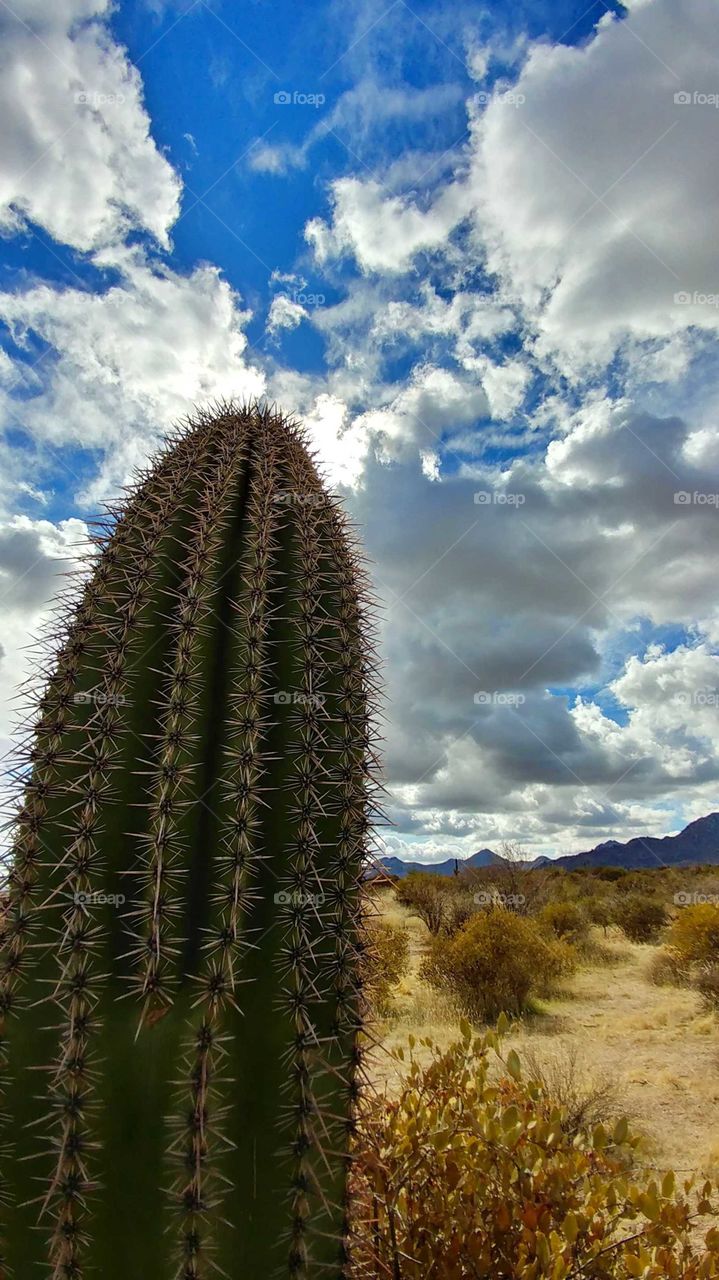 Winter sun lights up the arid desert between storm clouds.