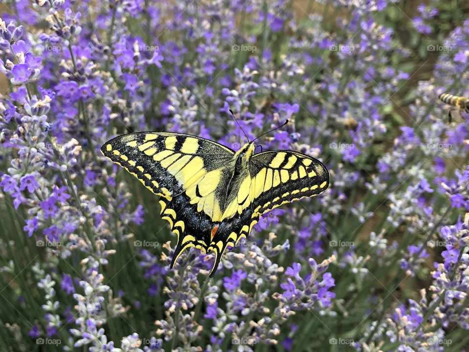 Swallowtail butterfly sitting on lavender flowers