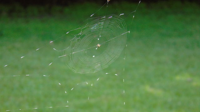 Spiderweb with crab spider sitting in the middle of the web against green background