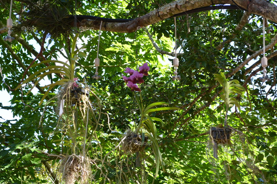 Tree orchid 