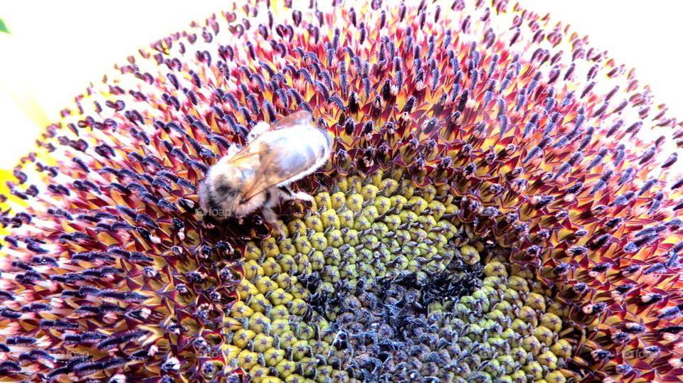 Bee on sunflower