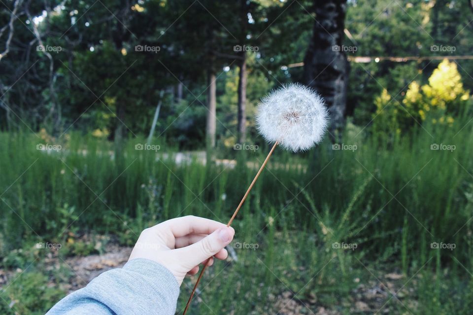 Dandelion