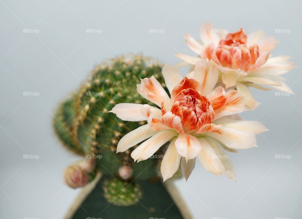 lobivia cactus flowers