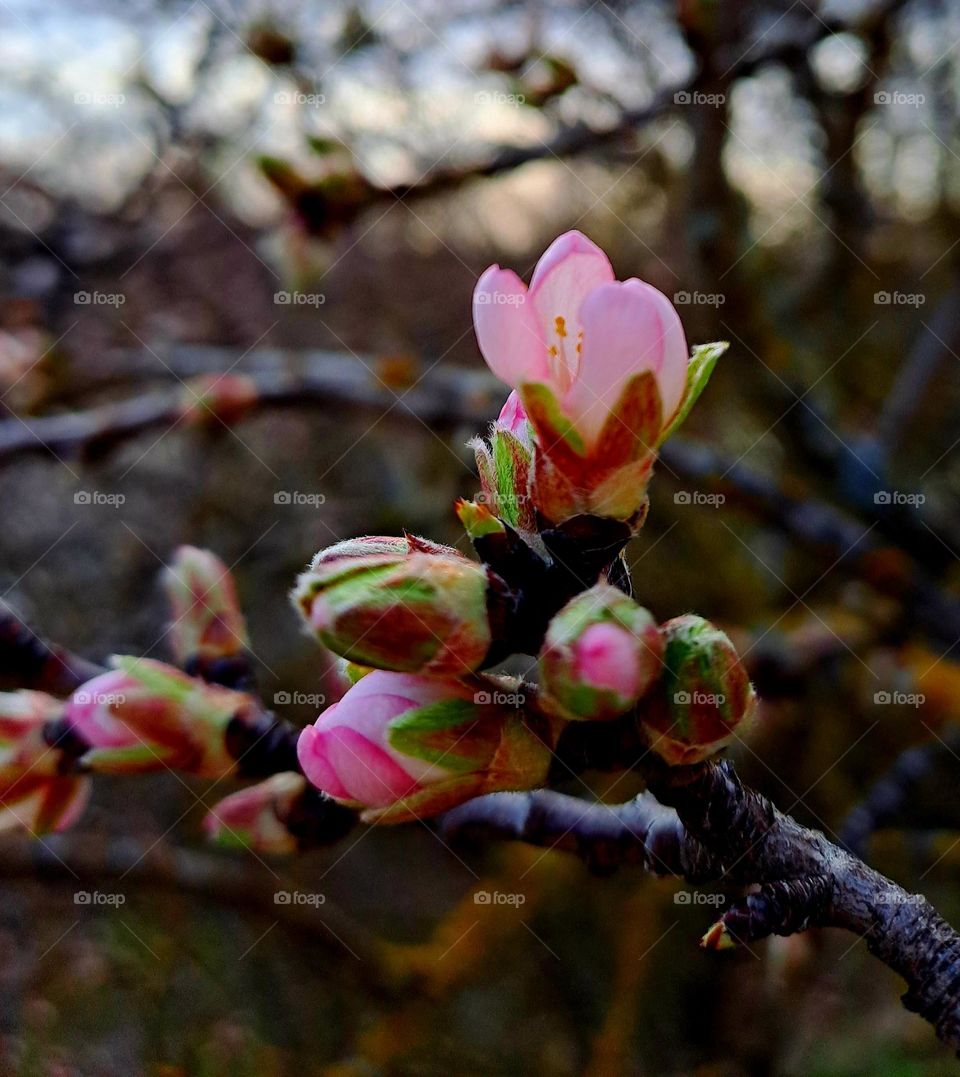this photograph is made up of a flowering tree
