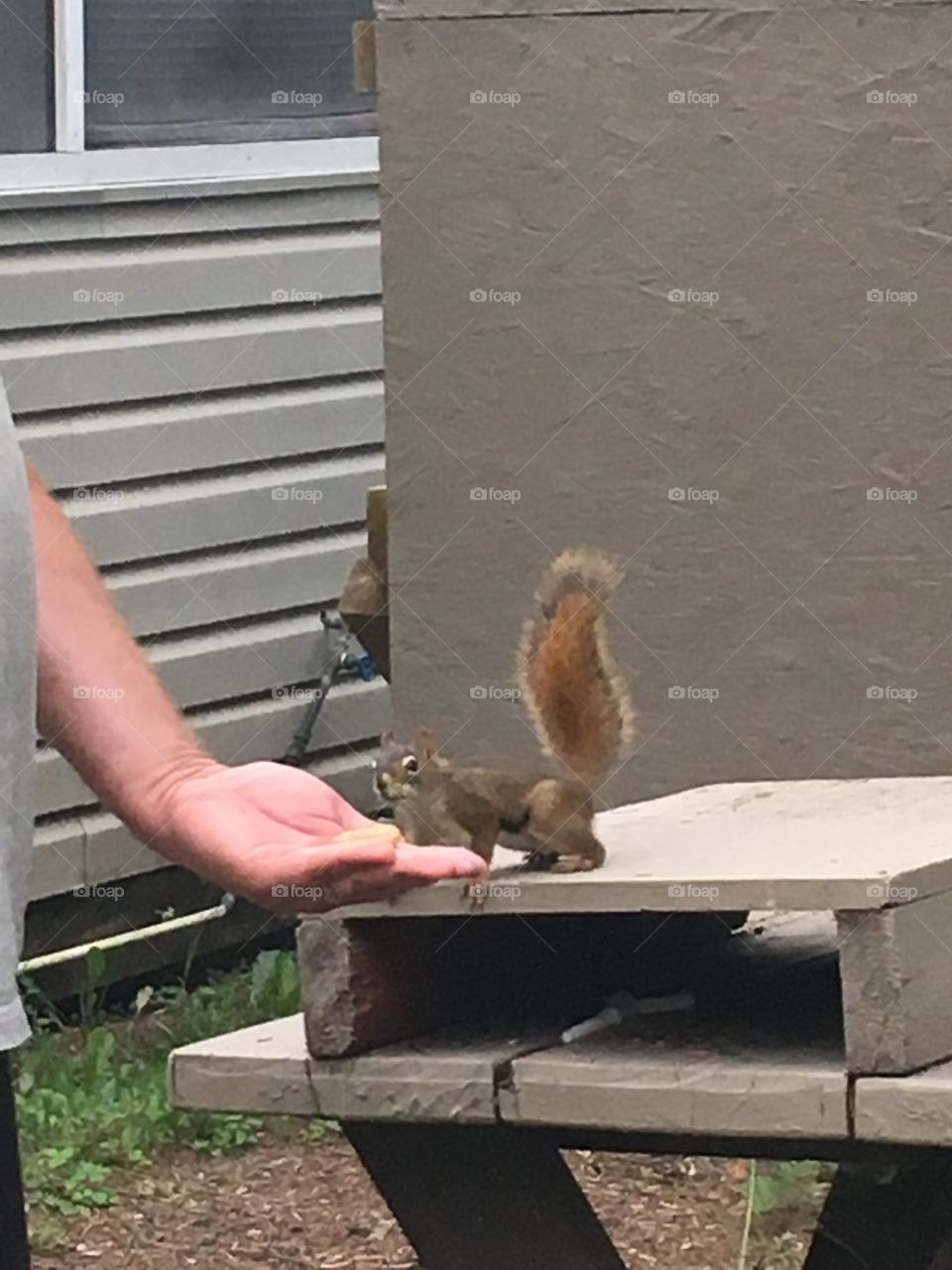 Feeding squirrels at the cabin 