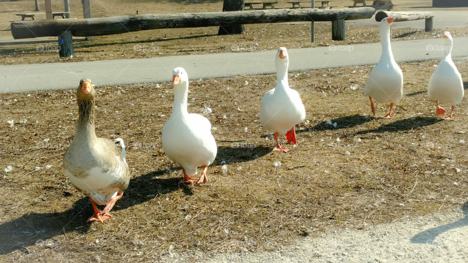 Snow Geese