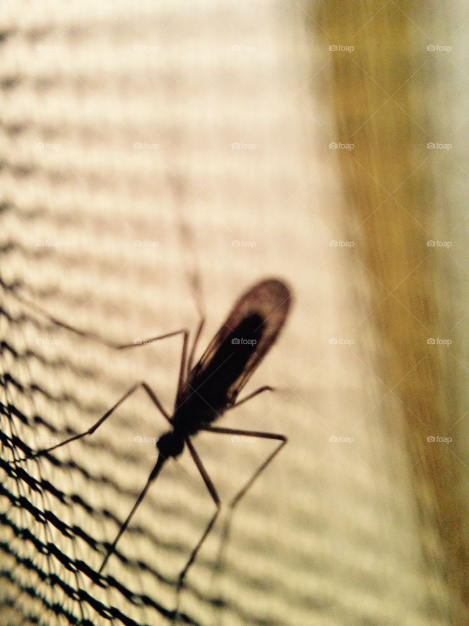Mosquito. Mosquito outside the tent’s net