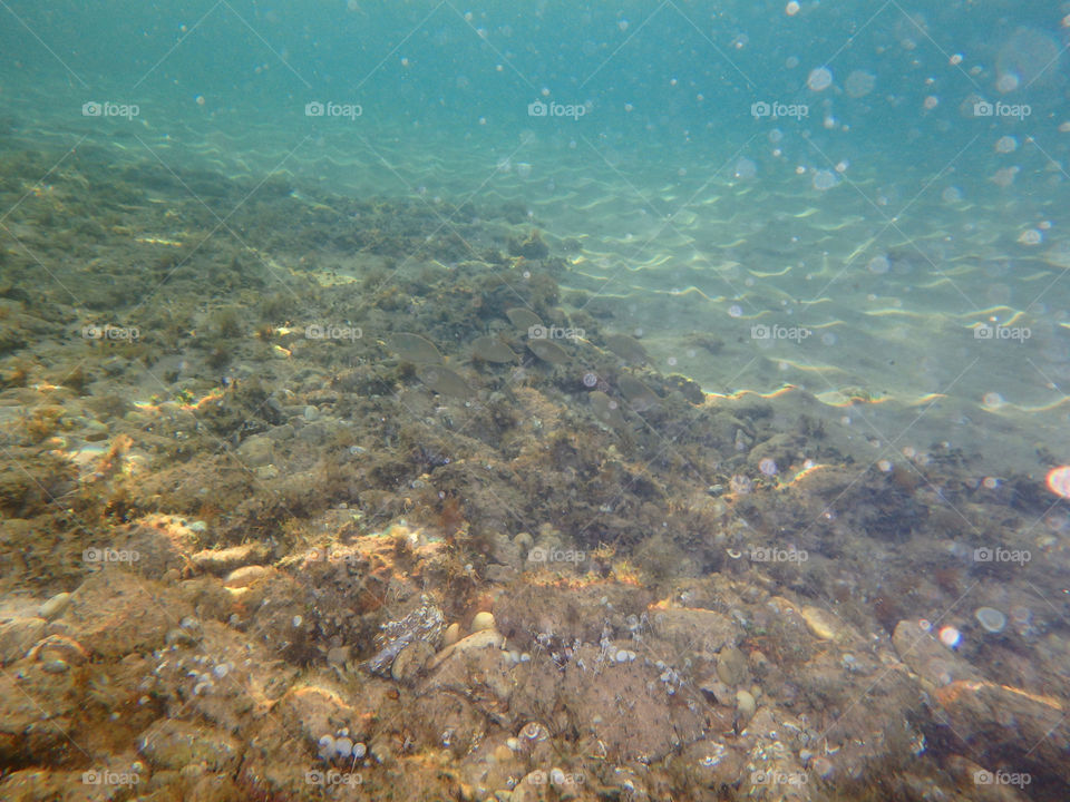 reef underwater. underwater look of coast line of island of Thassos in Greece