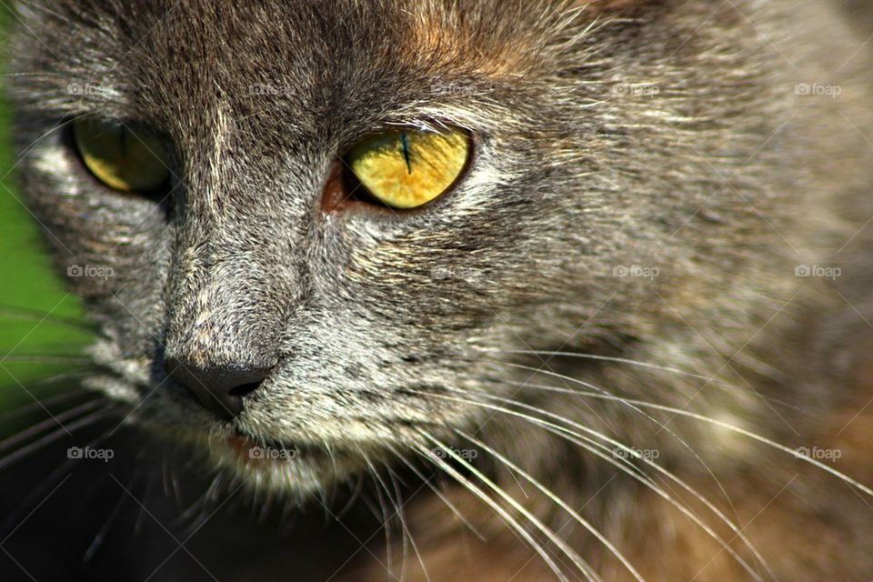 The stare of the cat