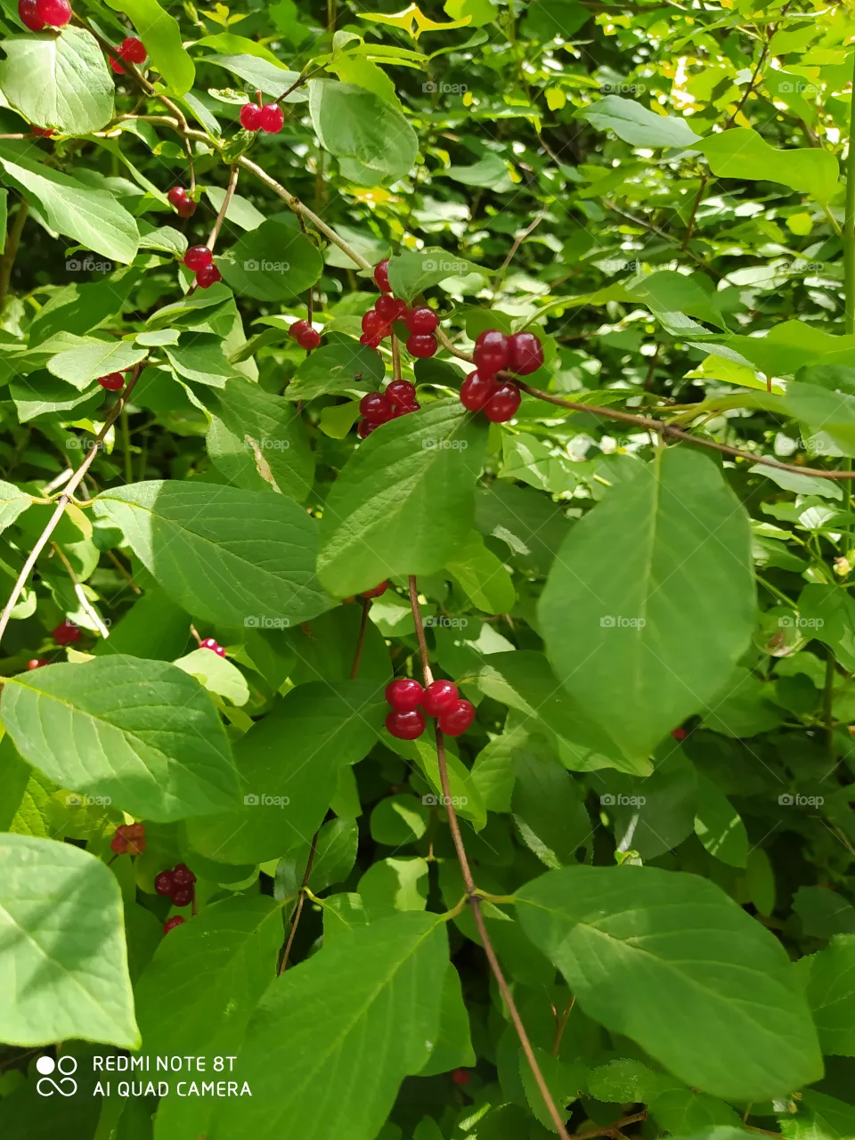 berry