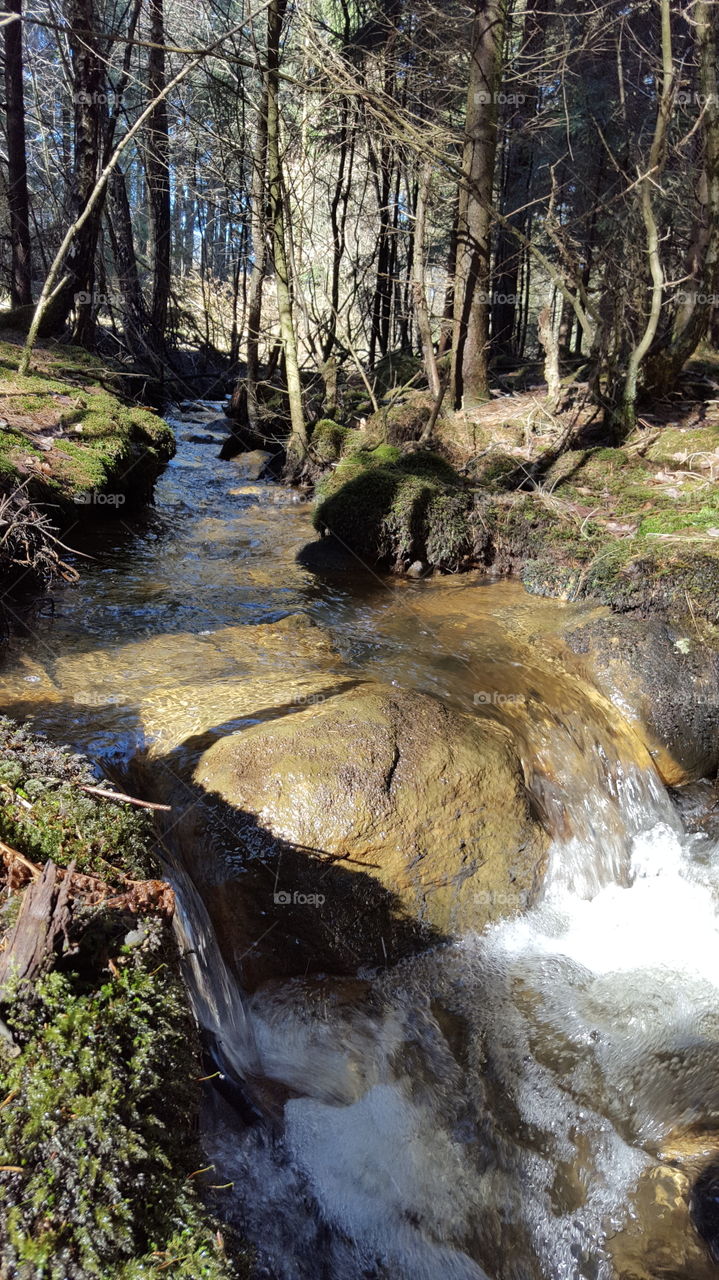 Creek in sunny forest - bäck i solig skog 