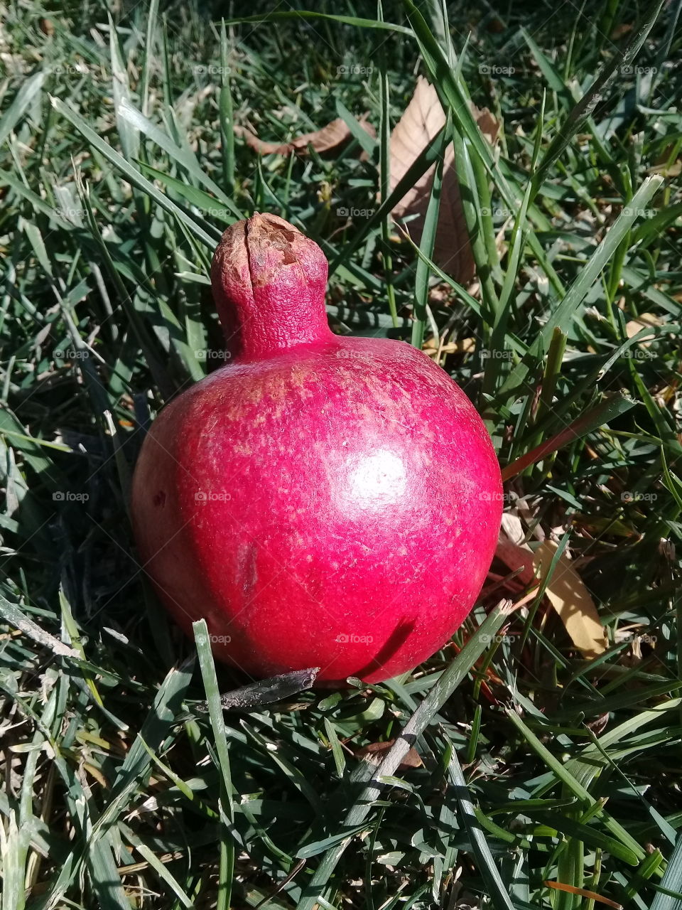 pomegranate