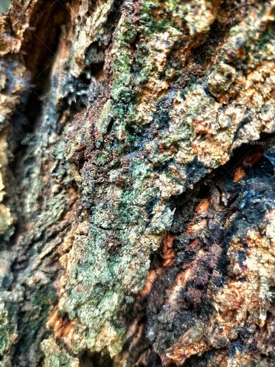 photo tree skin