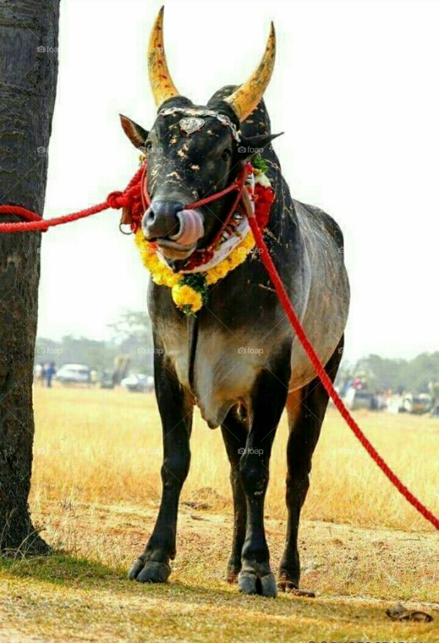 jallikattu tamilnadu