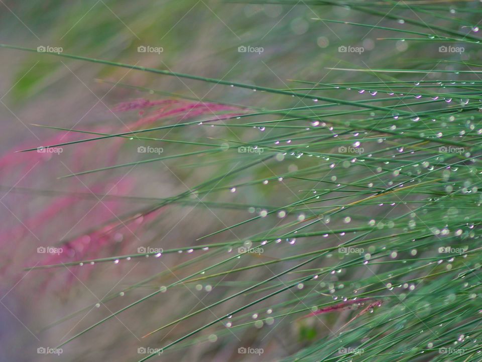 Fresh green grass with water drops