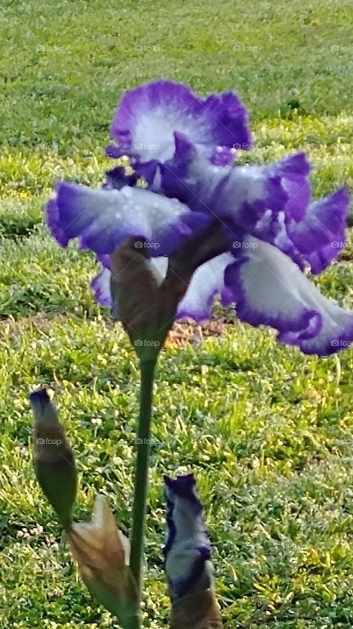 Lavender and white bearded iris first thing in the morning.