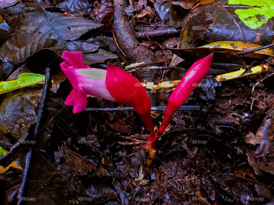 A young plant with dark red flowers that 
sprout right out of the ground in a tropical rain forest