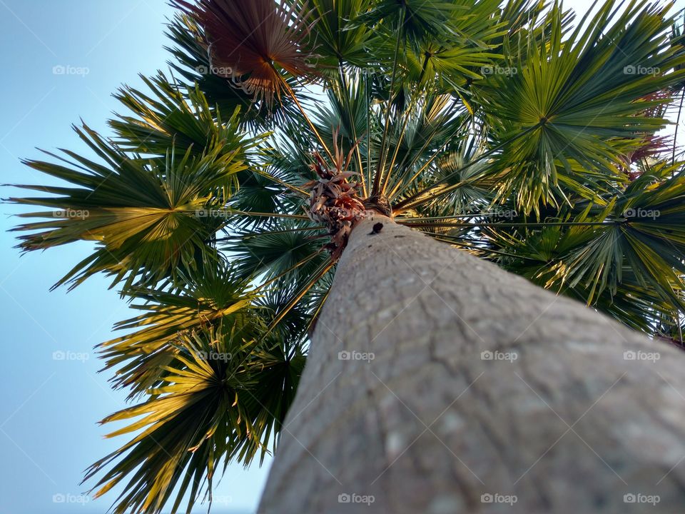 coconut tree. long trunk