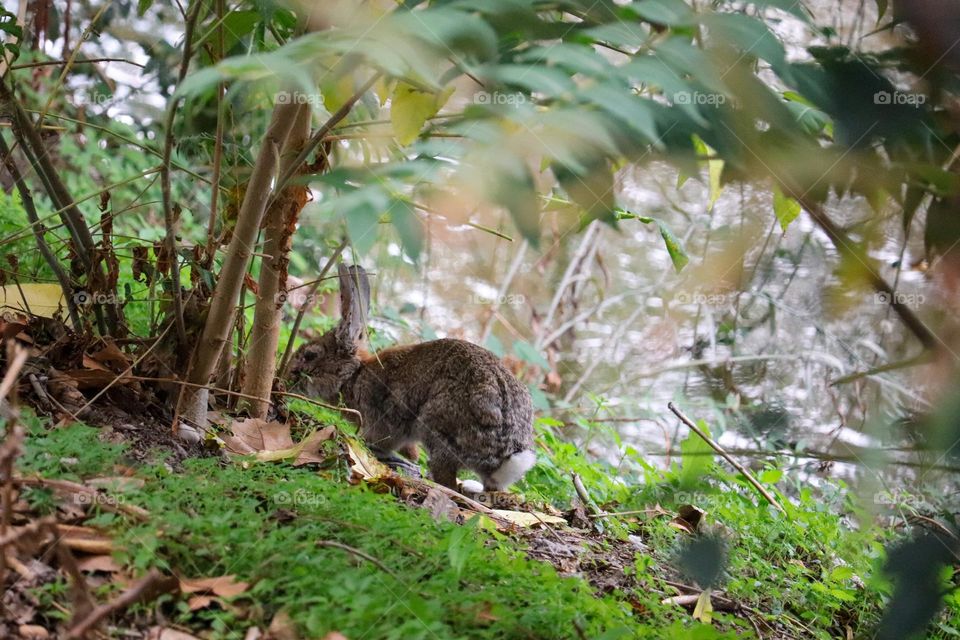 A wild rabbit in a wooded part of the city of Madrid