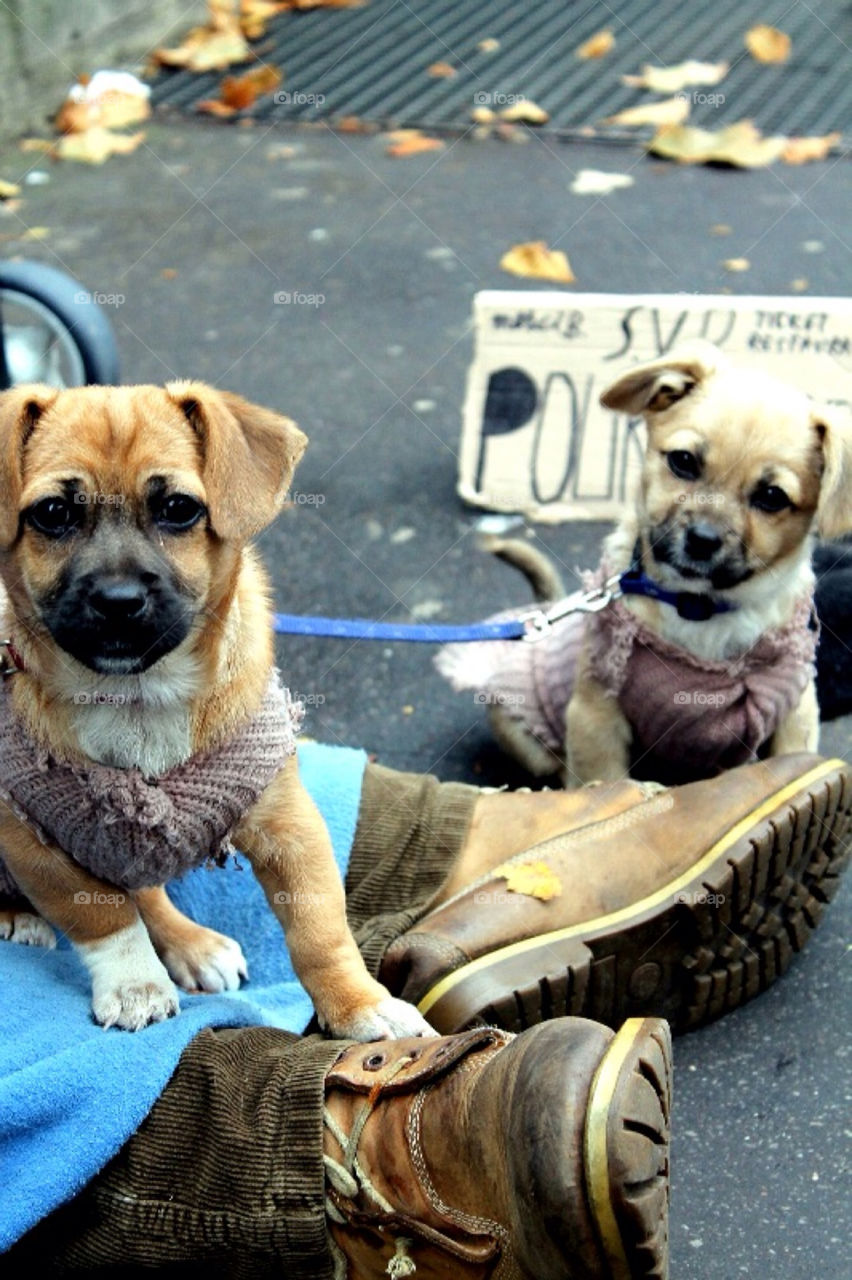 street dogs mammals paris by merethe