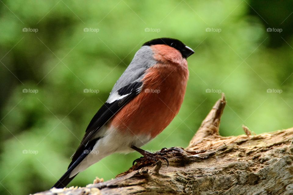 Male bullfinch songbird perching on branch