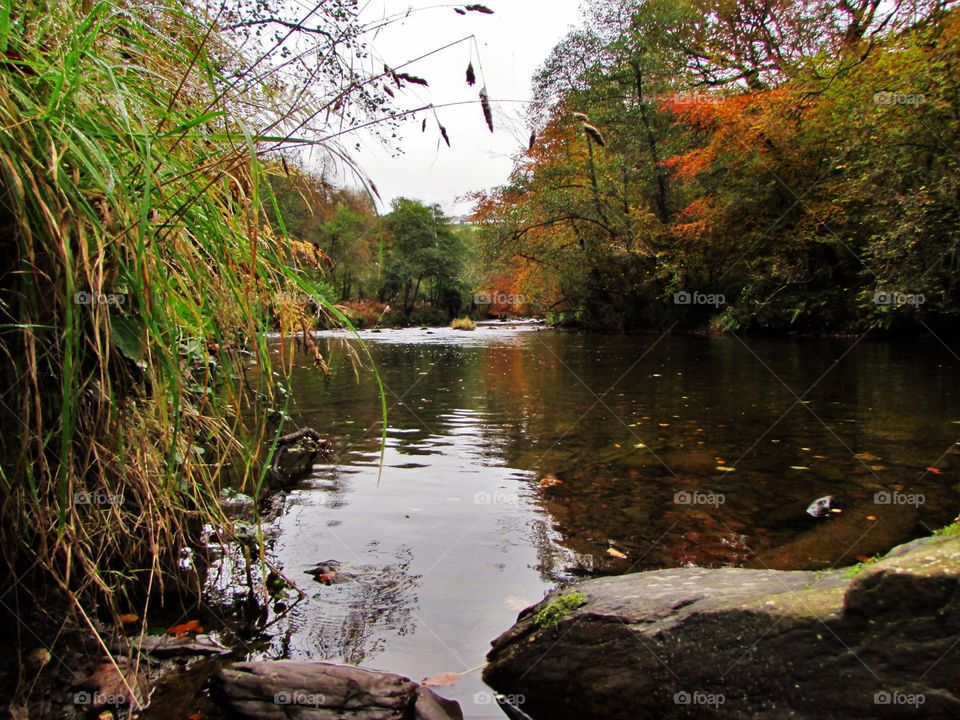 River and trees in autumn