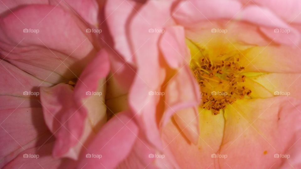 Flower, Nature, Flora, No Person, Summer