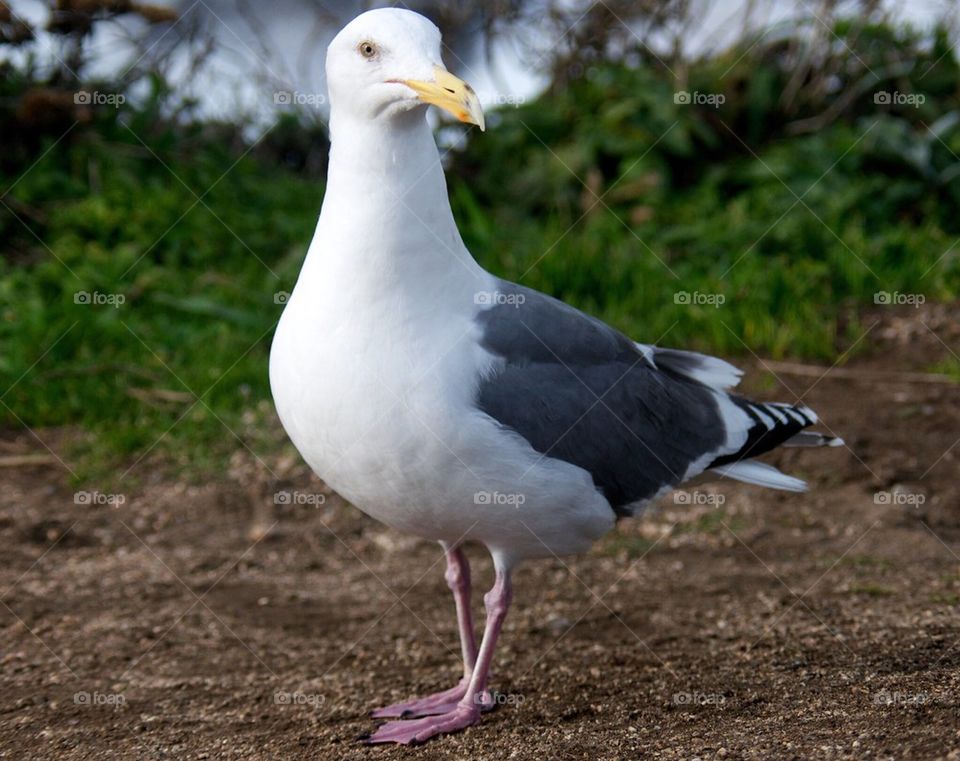 Seagull close up