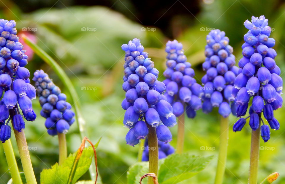 Sapphire flowers