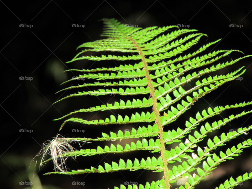 Leaf, Fern, Flora, No Person, Nature